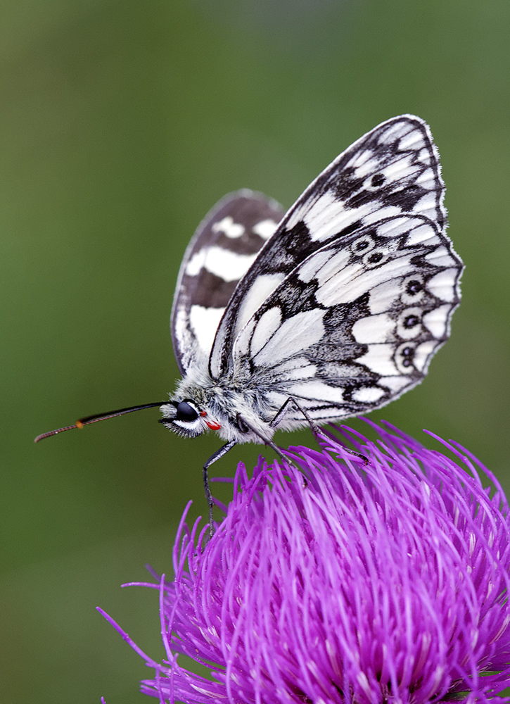 Schachbrettfalter