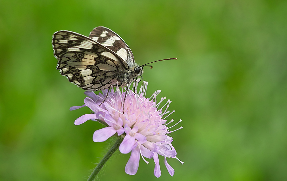 Schachbrettfalter