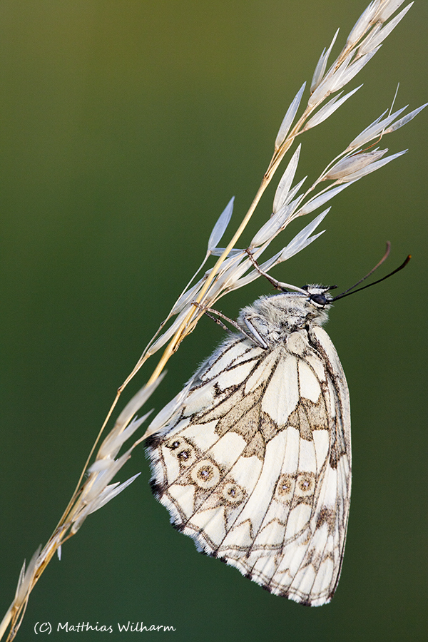 Schachbrettfalter Dame