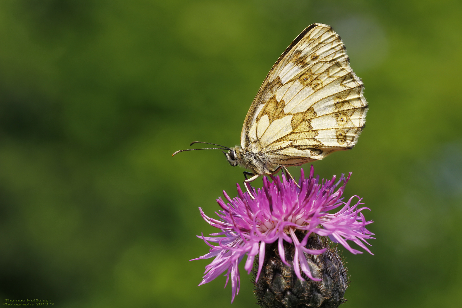 Schachbrettfalter dame!