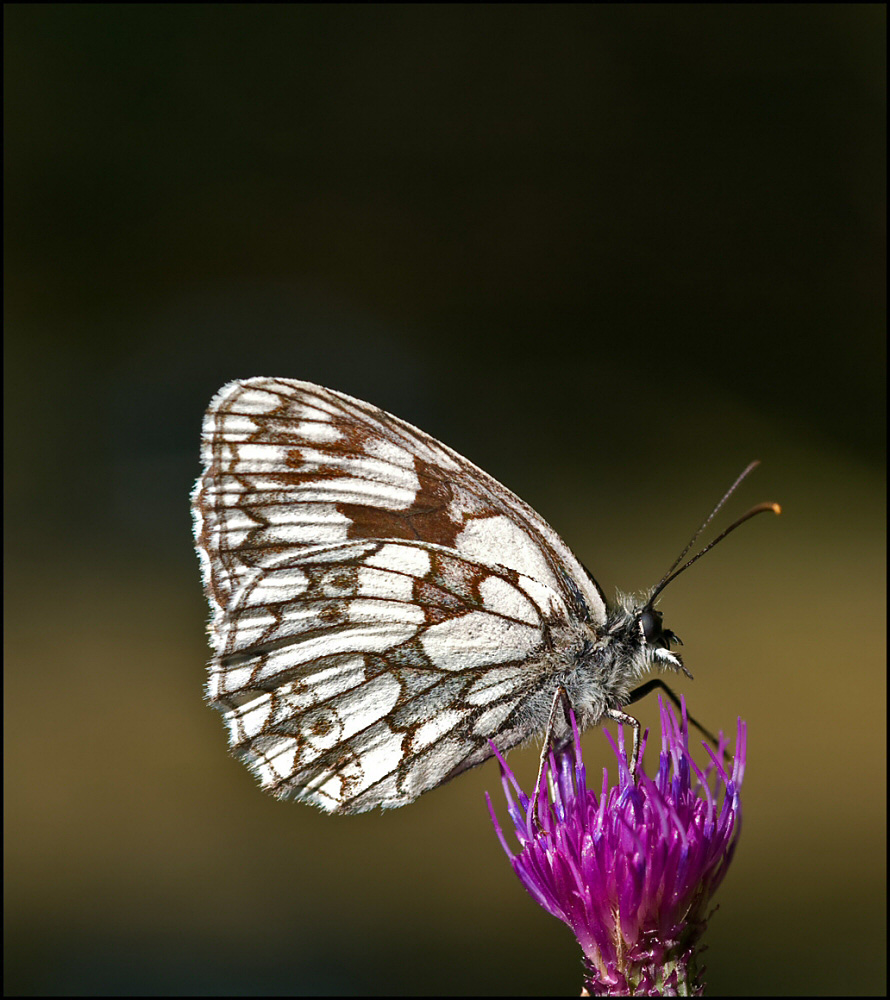 Schachbrettfalter