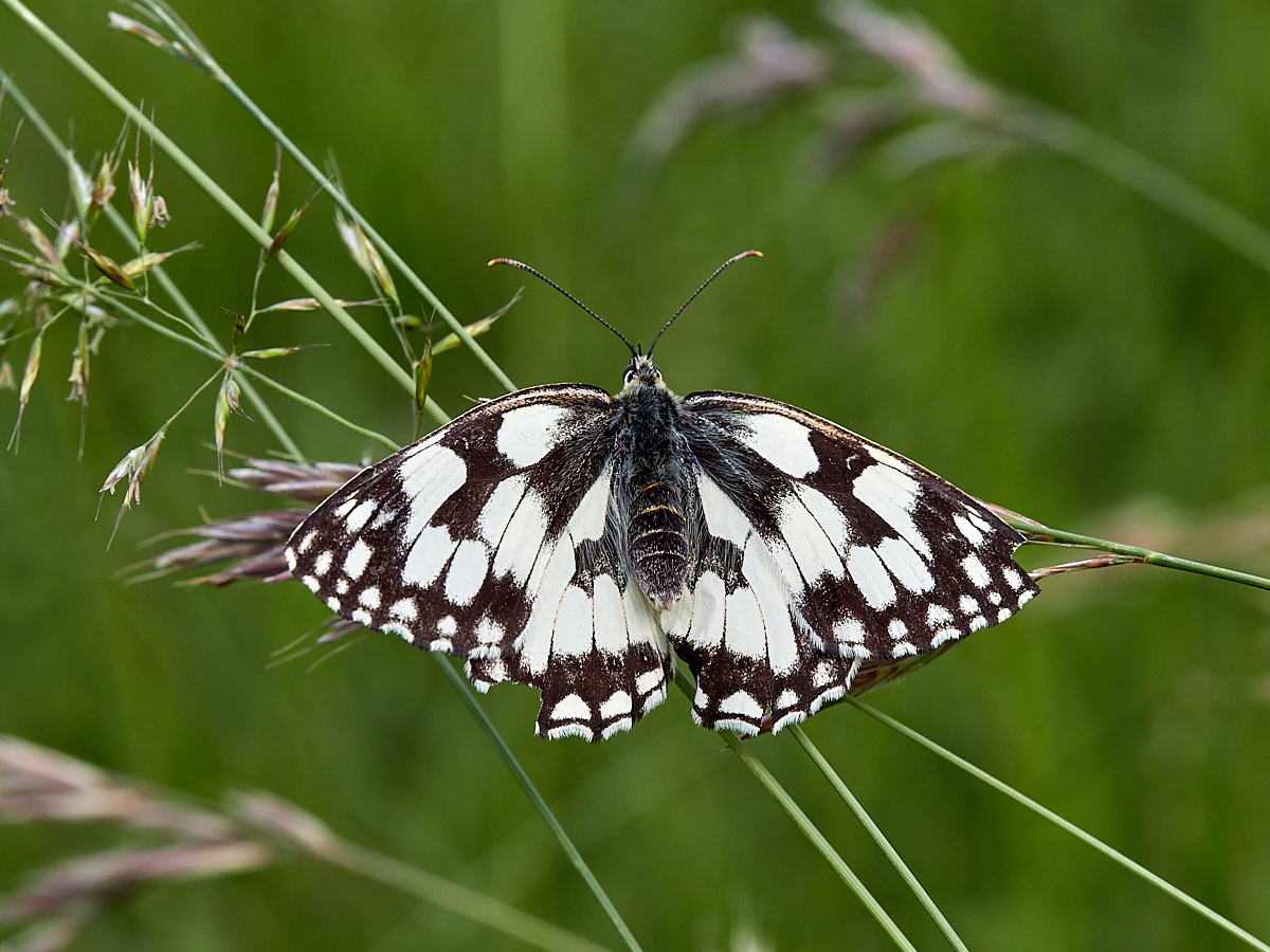 Schachbrettfalter