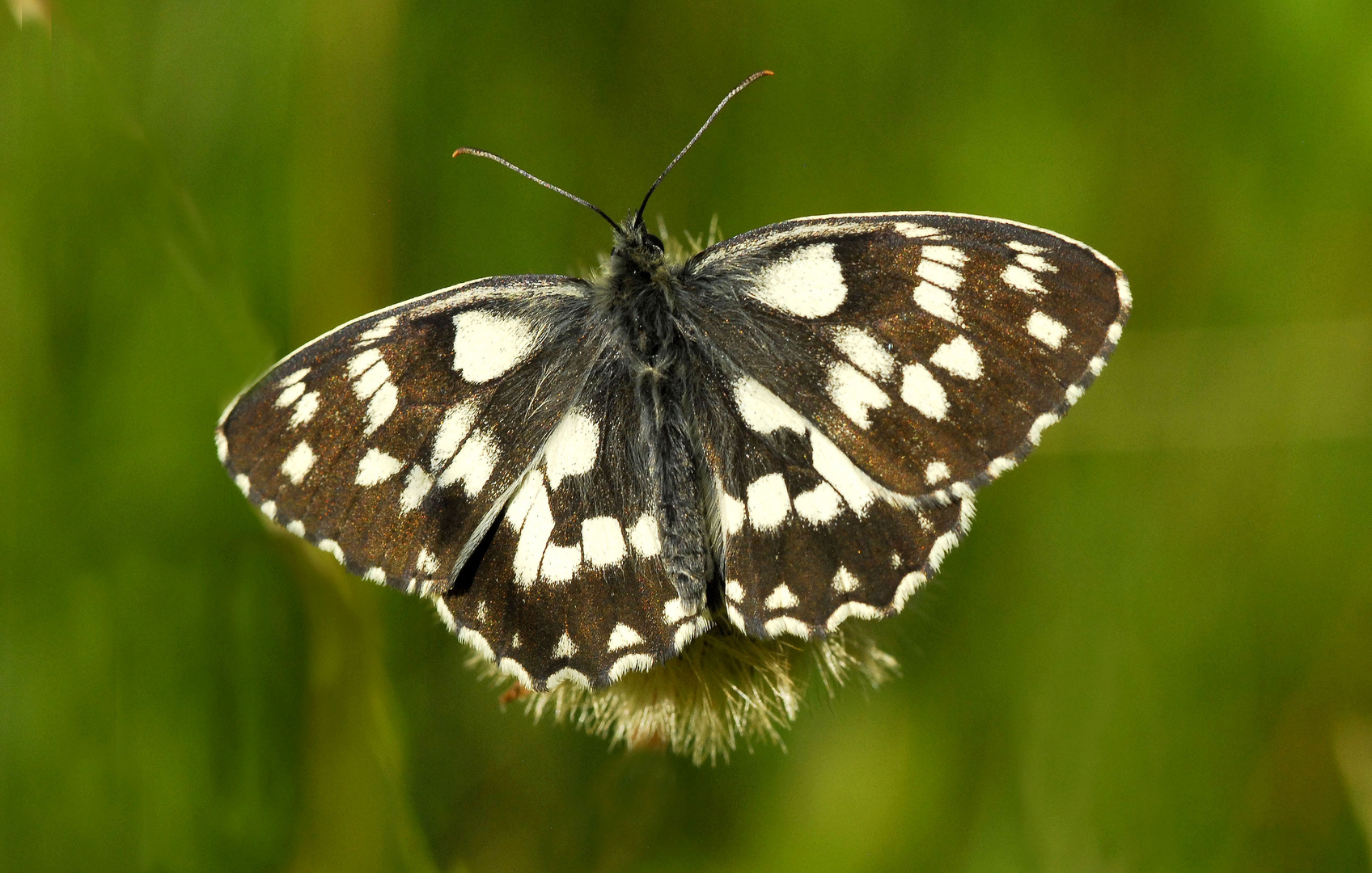 Schachbrettfalter