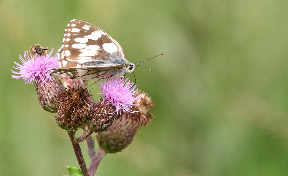 Schachbrettfalter