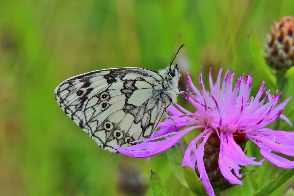 Schachbrettfalter der Zweite 