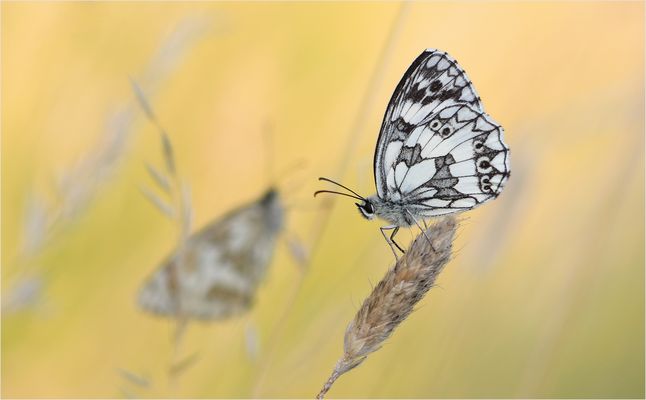 *Schachbrettfalter - Duo*