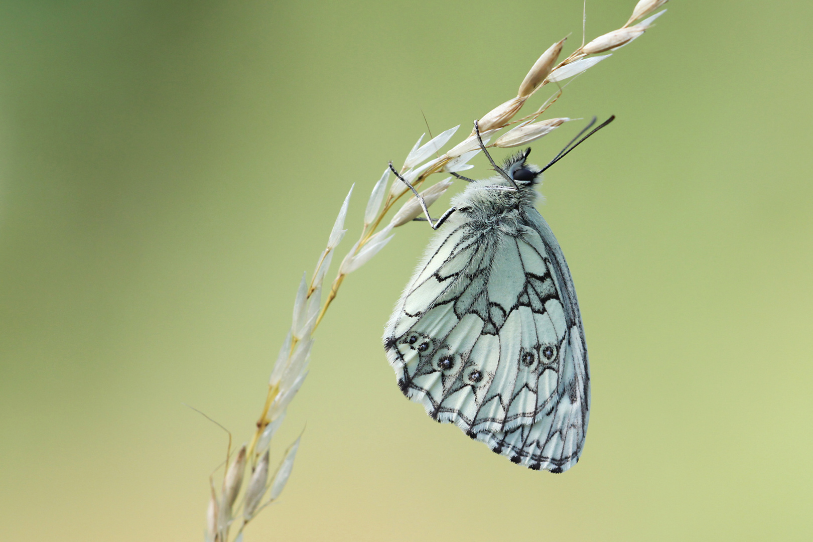 Schachbrettfalter