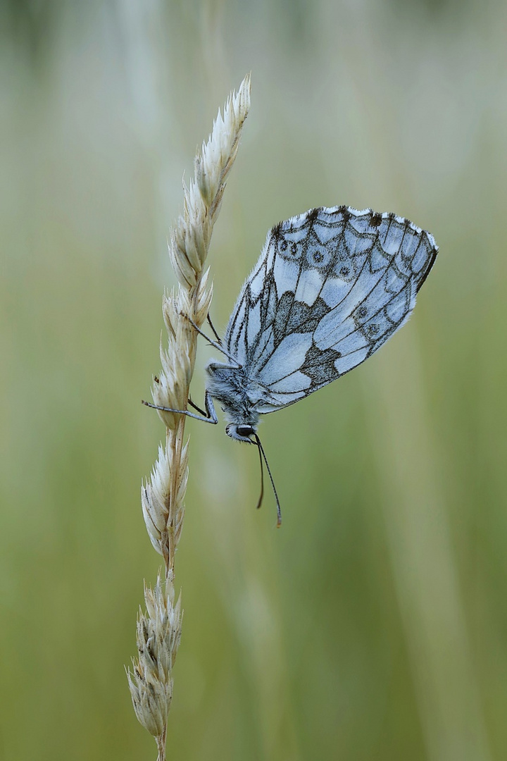 Schachbrettfalter