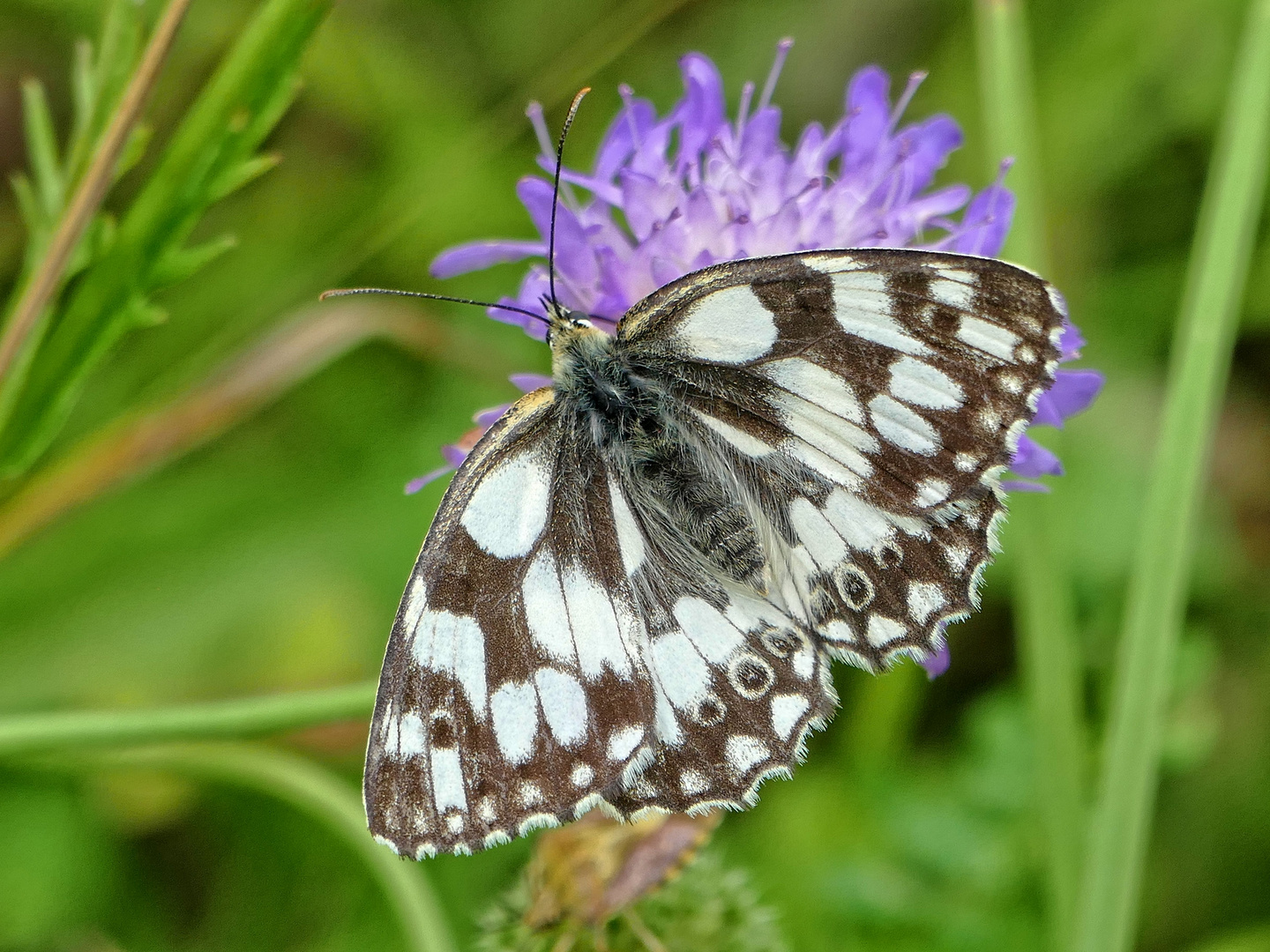 Schachbrettfalter