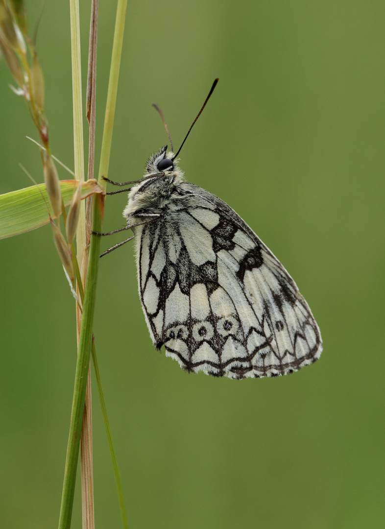 Schachbrettfalter