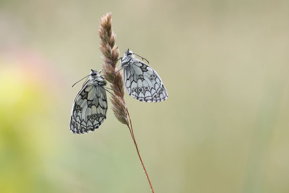 Schachbrettfalter