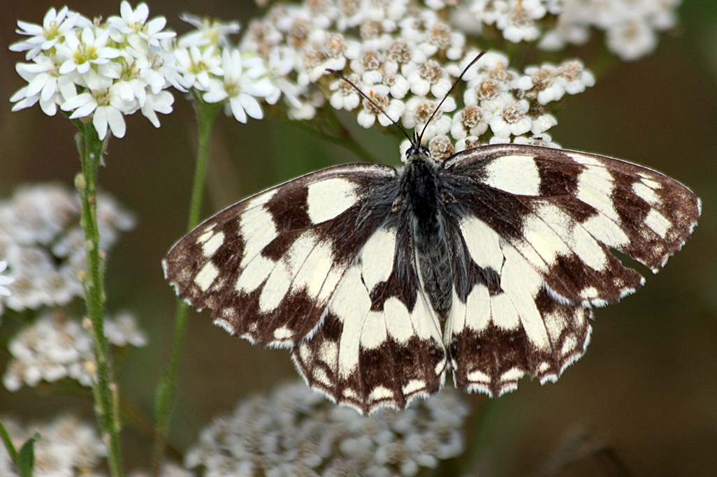 Schachbrettfalter