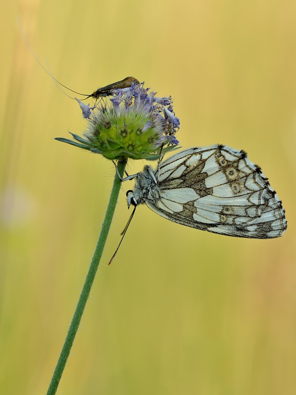 Schachbrettfalter