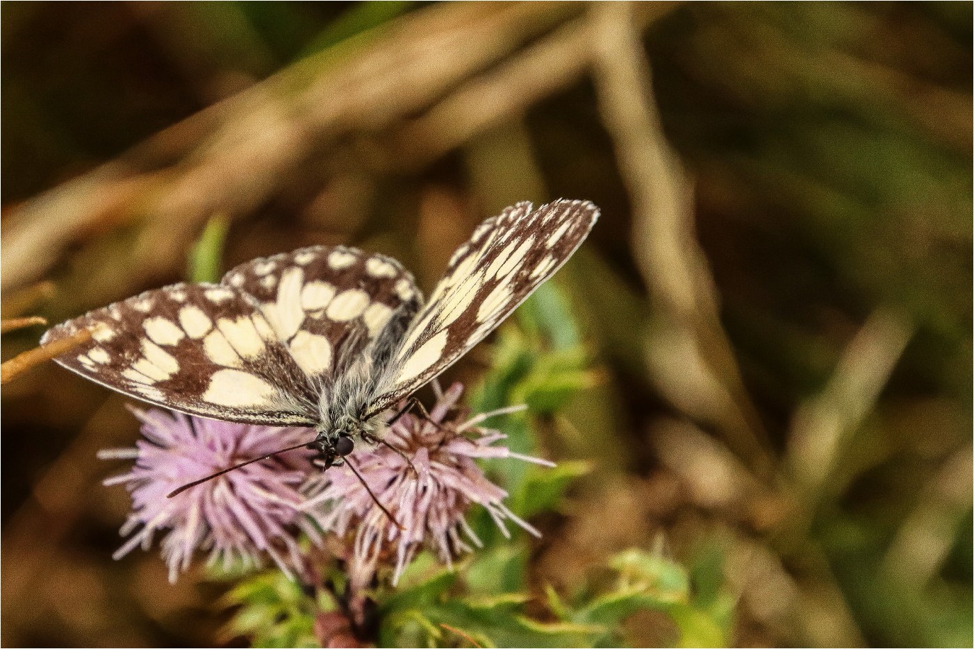 Schachbrettfalter