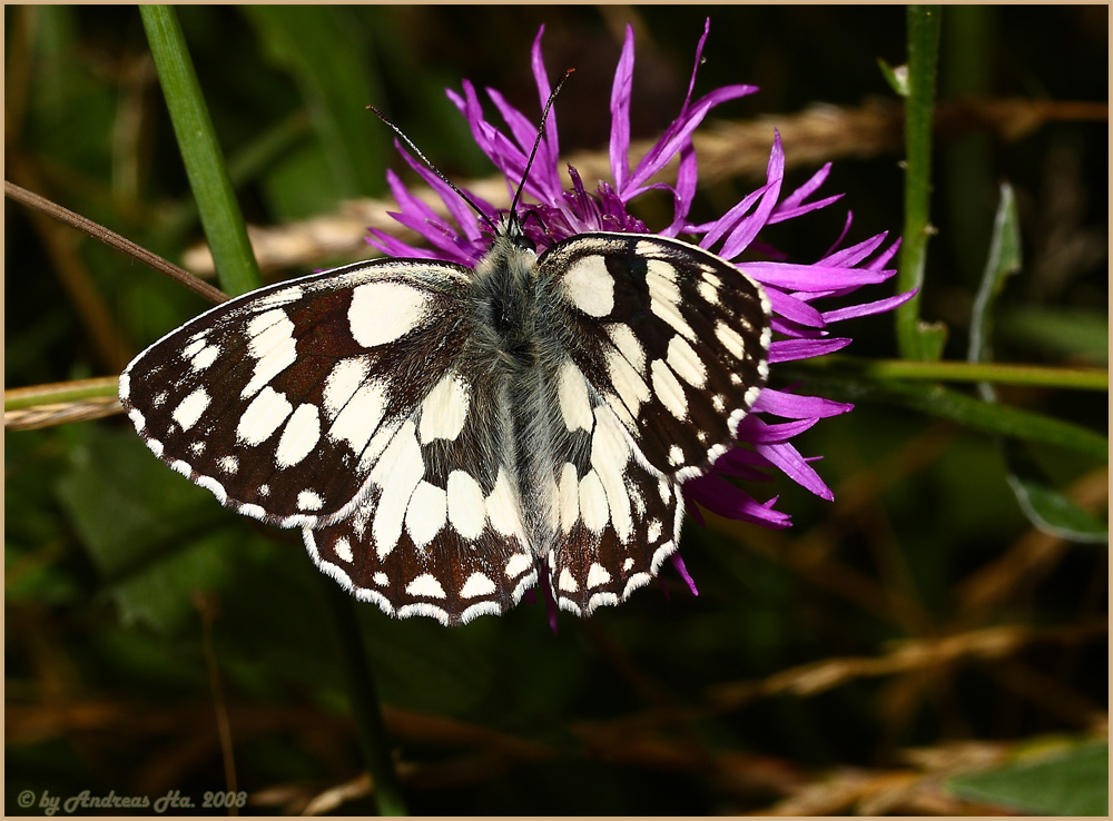 Schachbrettfalter