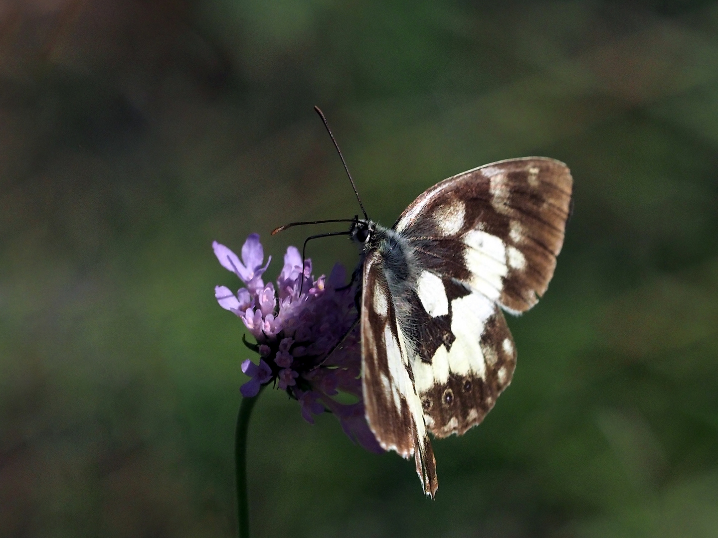 Schachbrettfalter