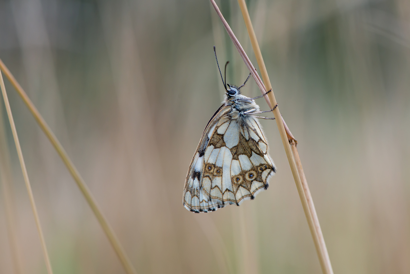 Schachbrettfalter