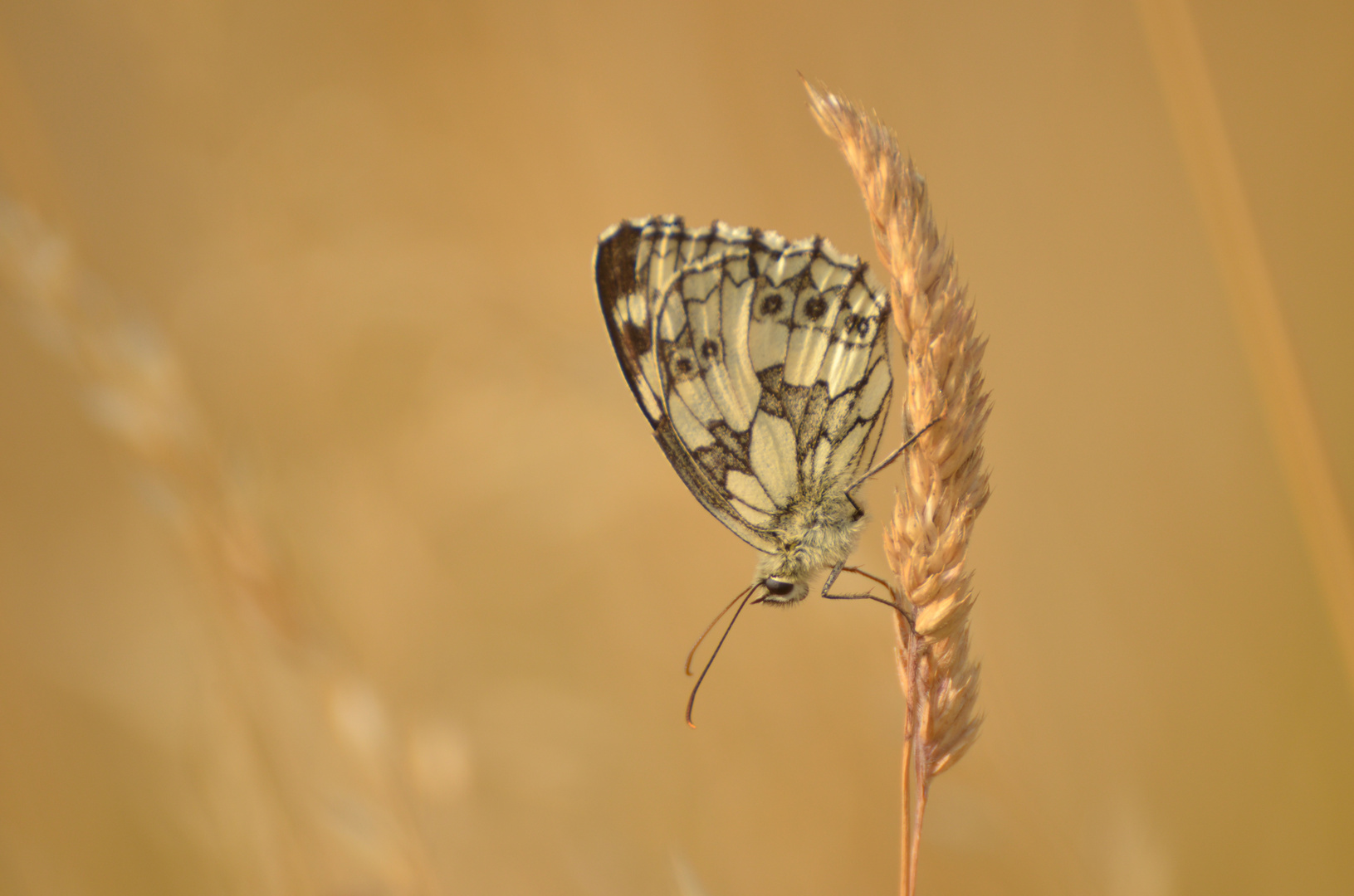 Schachbrettfalter