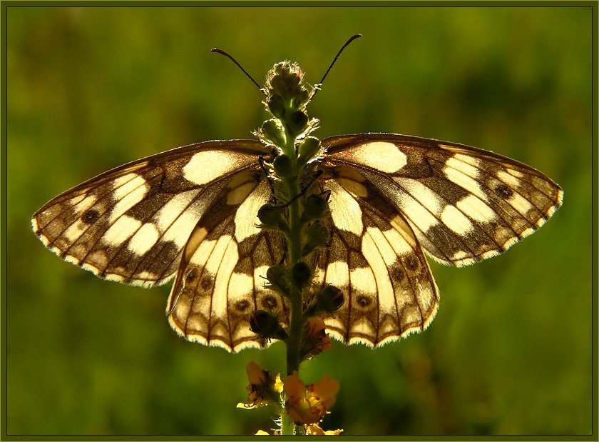 Schachbrettfalter