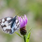 Schachbrettfalter genießt die ersten Sonnenstrahlen