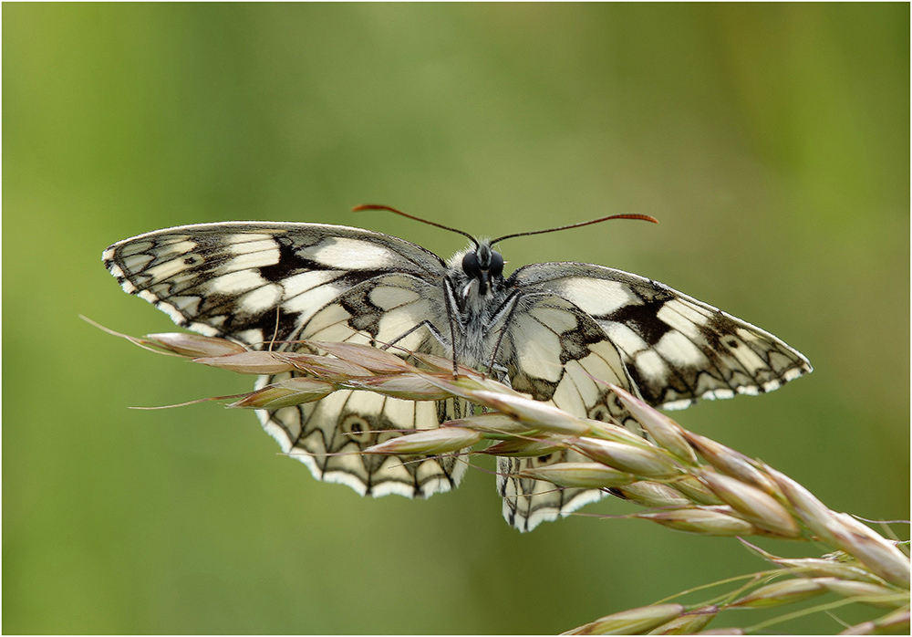 Schachbrettfalter II