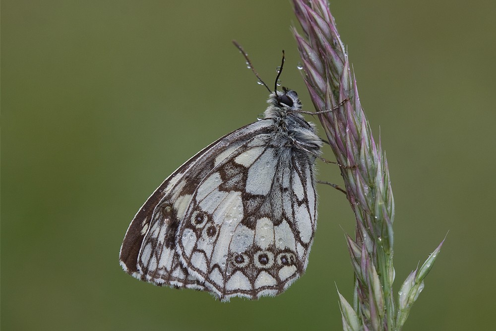 Schachbrettfalter II