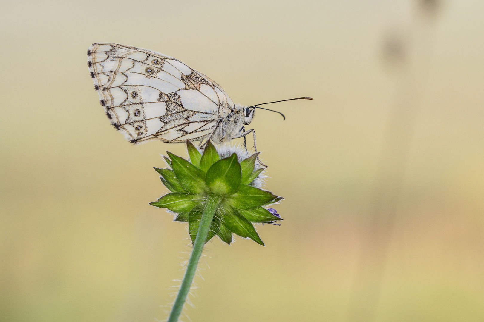 Schachbrettfalter II