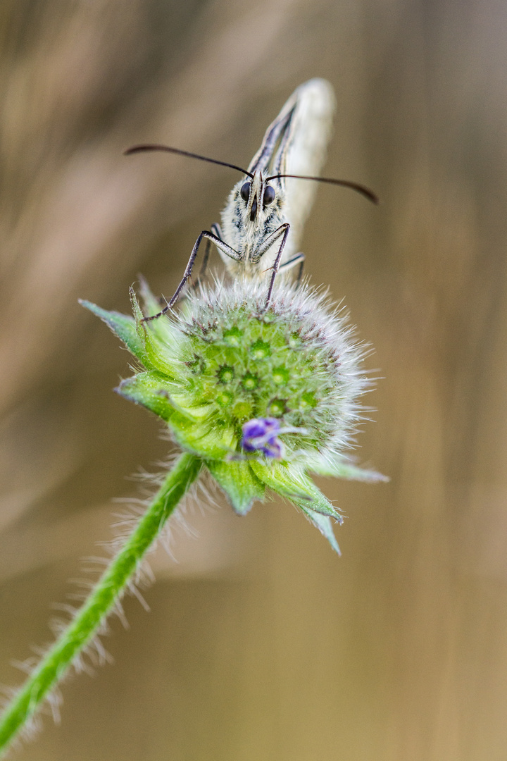 Schachbrettfalter III