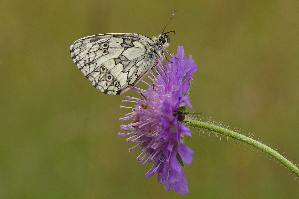 Schachbrettfalter III