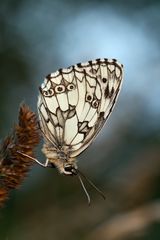 Schachbrettfalter im Abendlicht