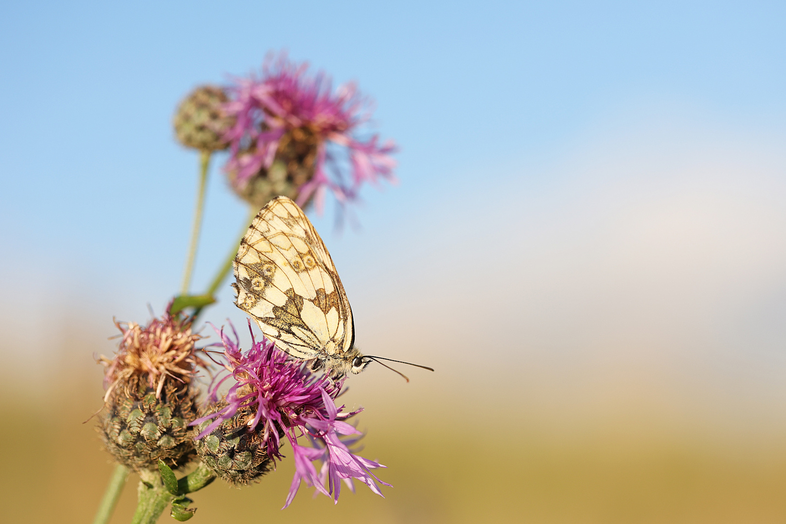 Schachbrettfalter im Abendlicht