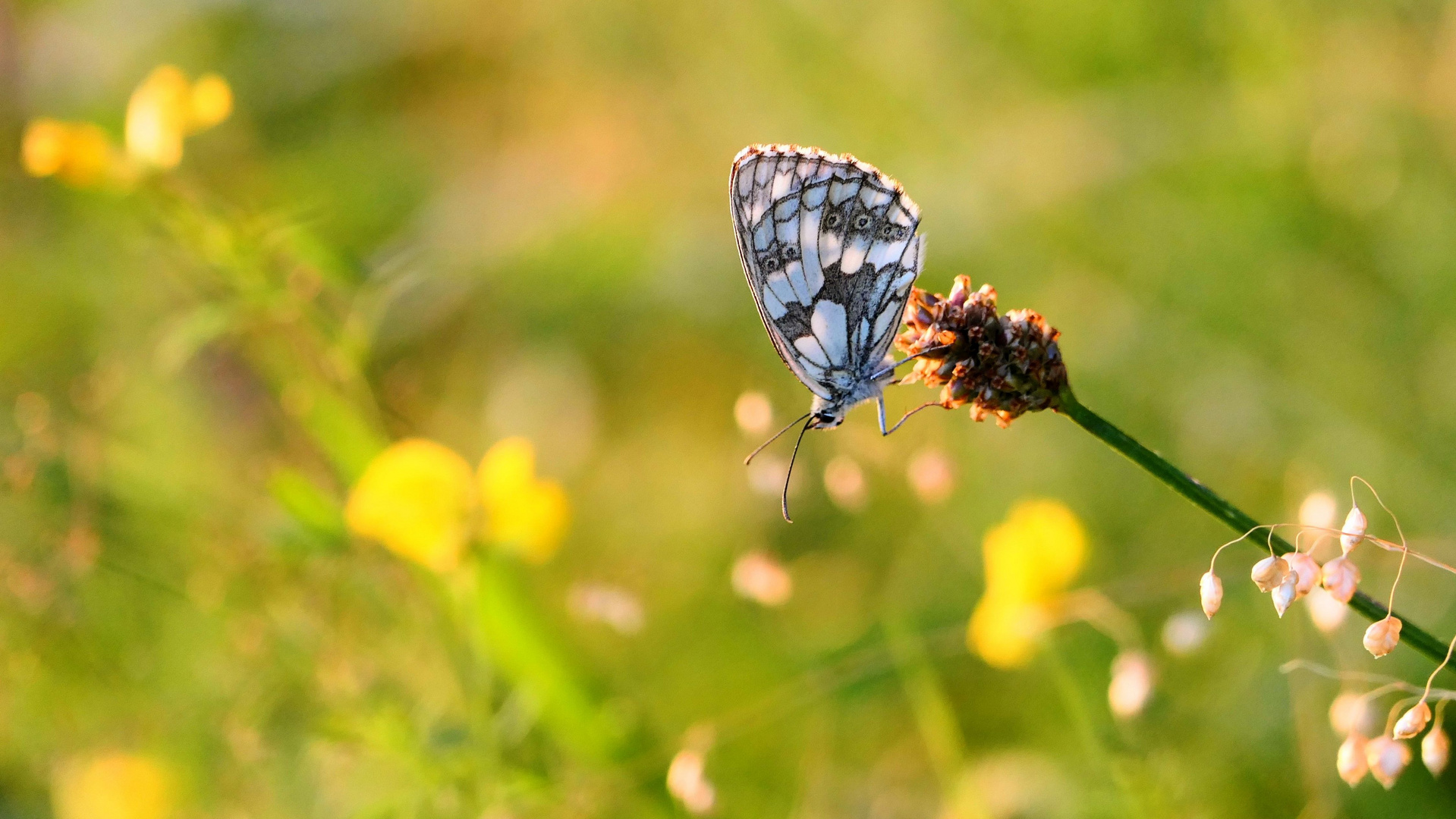 Schachbrettfalter im Abendlicht