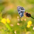 Schachbrettfalter im Abendlicht