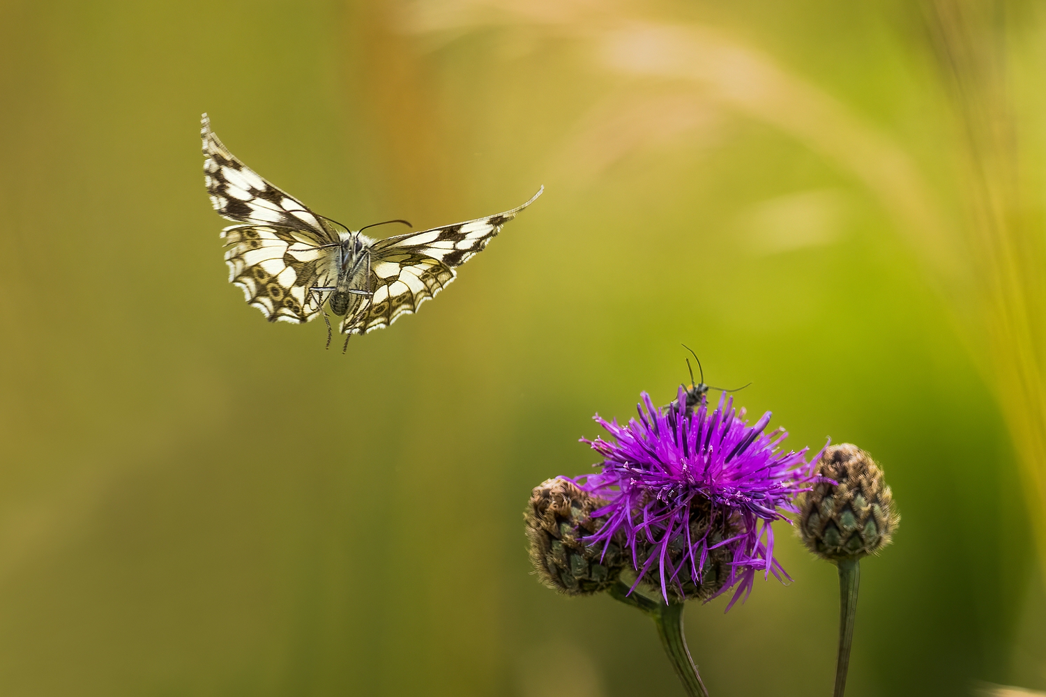 Schachbrettfalter im Anflug