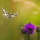 Schachbrettfalter im Anflug