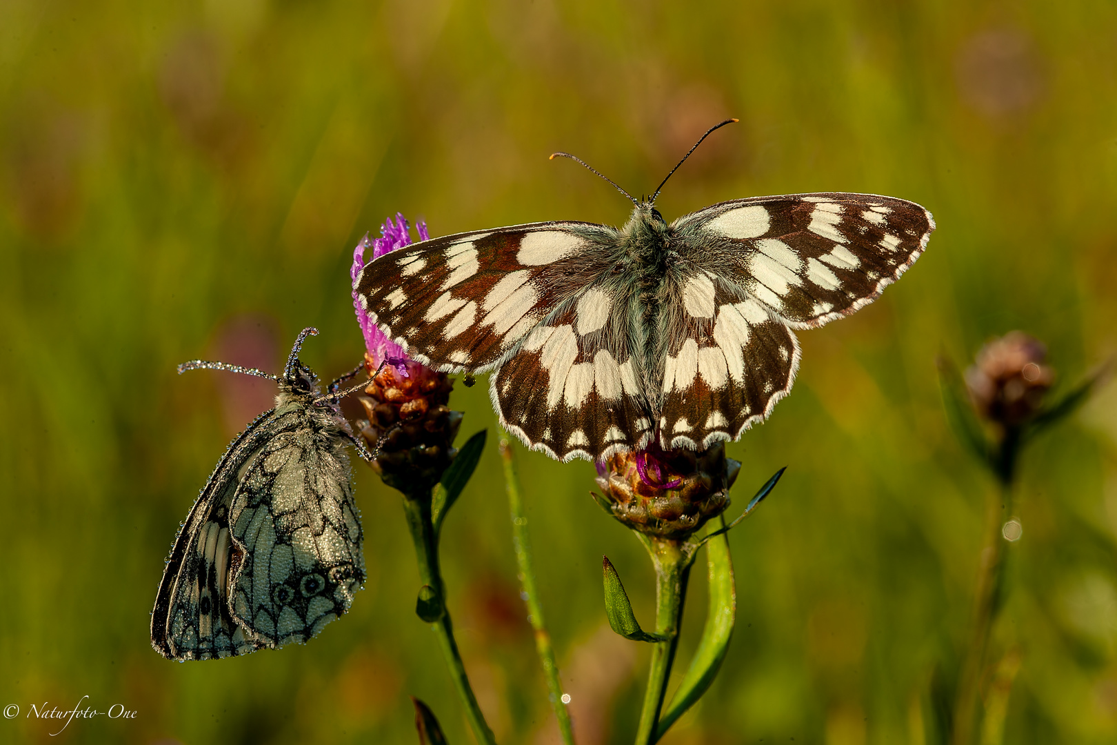 Schachbrettfalter im Doppelpack (Melanargia galathea)