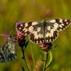 Schachbrettfalter im Doppelpack (Melanargia galathea)