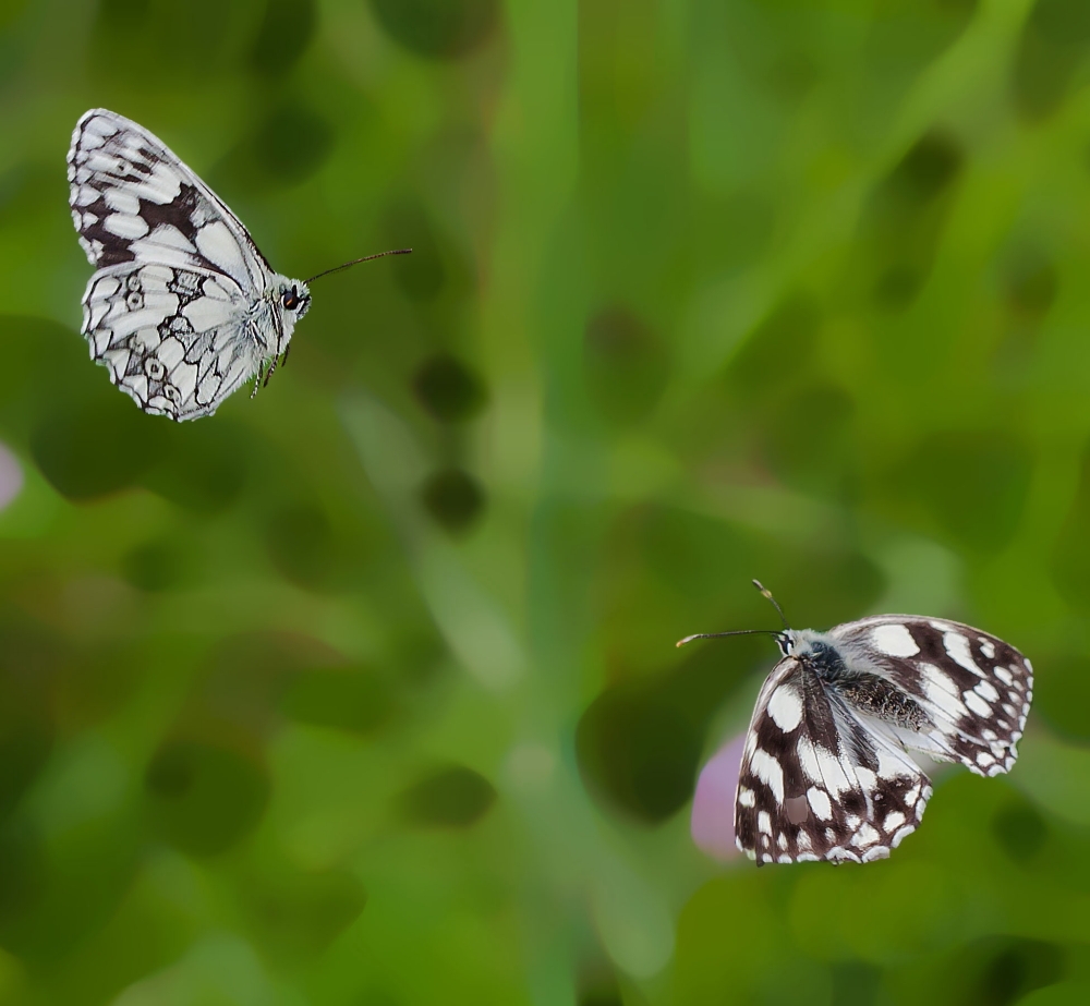 Schachbrettfalter im Flug