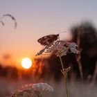 Schachbrettfalter im Gegenlicht