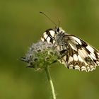 Schachbrettfalter im Gegenlicht