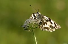 Schachbrettfalter im Gegenlicht