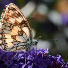 Schachbrettfalter im Gegenlicht