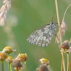 Schachbrettfalter im Juli