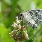 Schachbrettfalter Im Juni-Sonnenschein