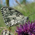 Schachbrettfalter im Kaiserstuhl