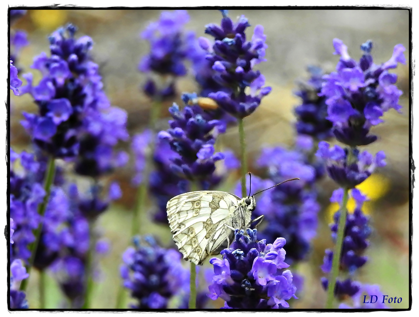 Schachbrettfalter im Lavendel 1