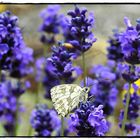 Schachbrettfalter im Lavendel 1