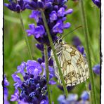 Schachbrettfalter im Lavendel 2