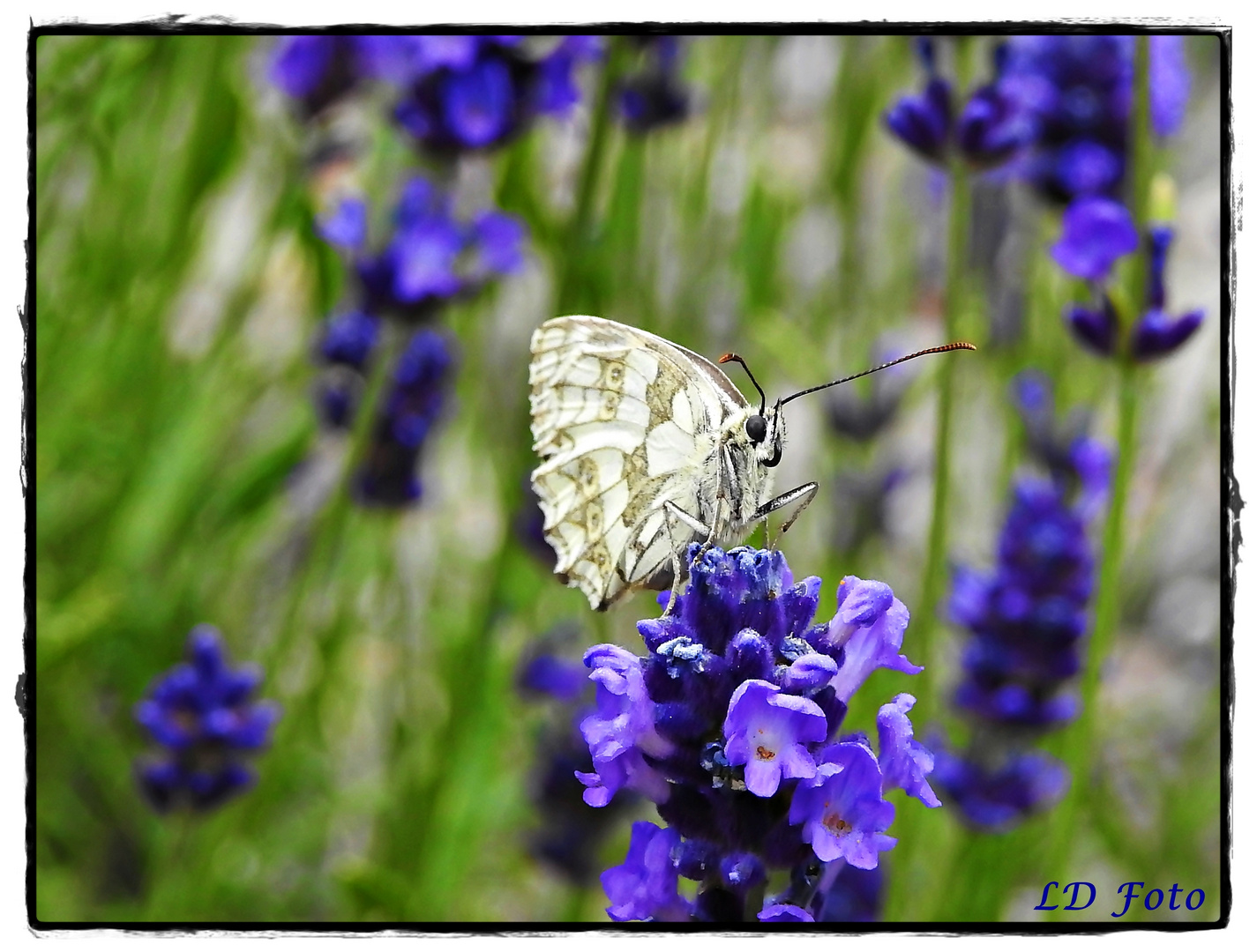 Schachbrettfalter im Lavendel 3