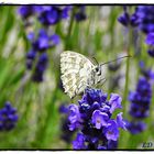 Schachbrettfalter im Lavendel 3